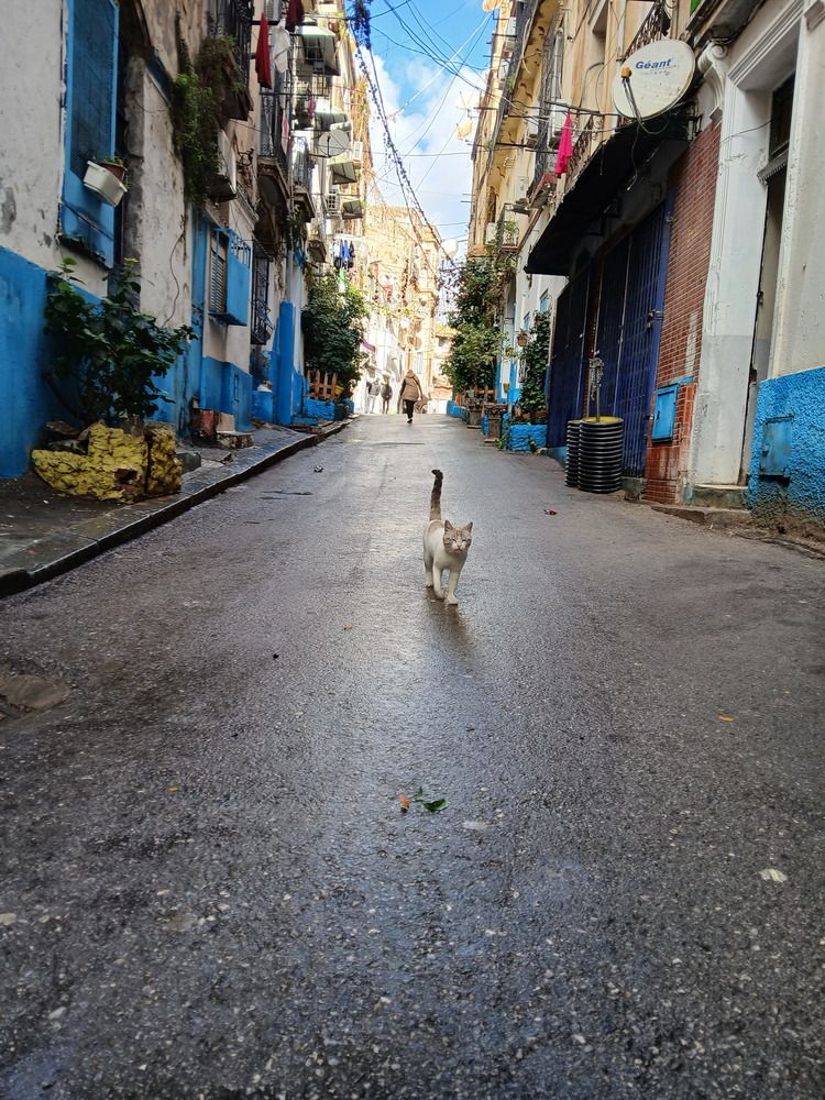 Photograph by Ghada Guertal