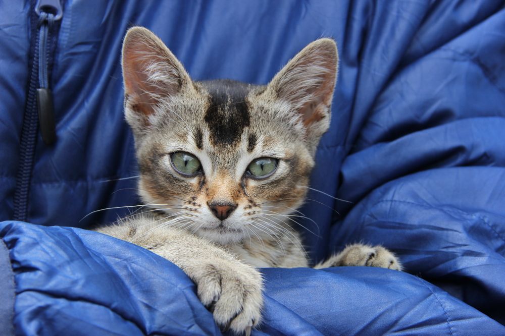 Photograph by Sivamoorthy Velmurugan