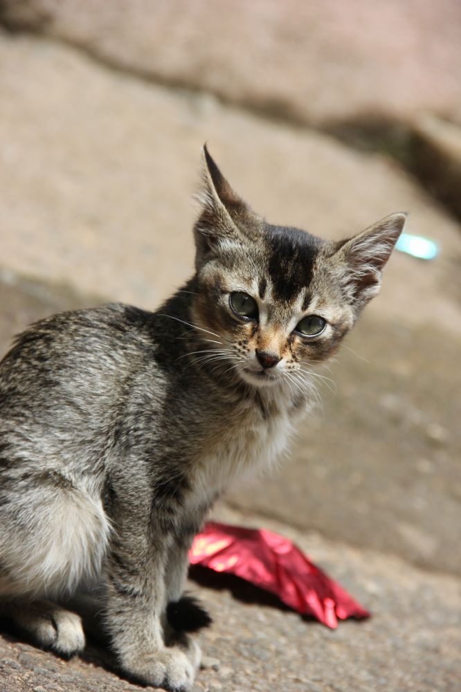 Photograph by Sivamoorthy Velmurugan