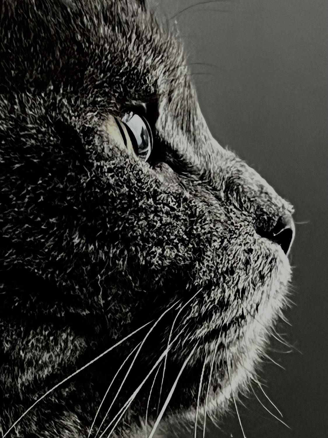 Photo #12239205