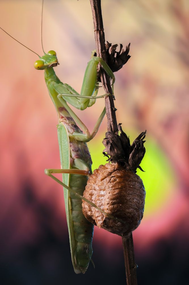 Фотография автора Васильев Роман