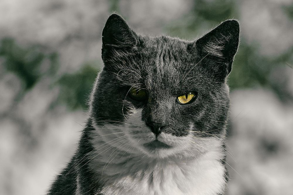 Фотография автора VIZO