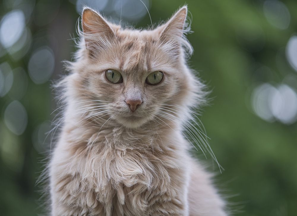 Пушистая красавица