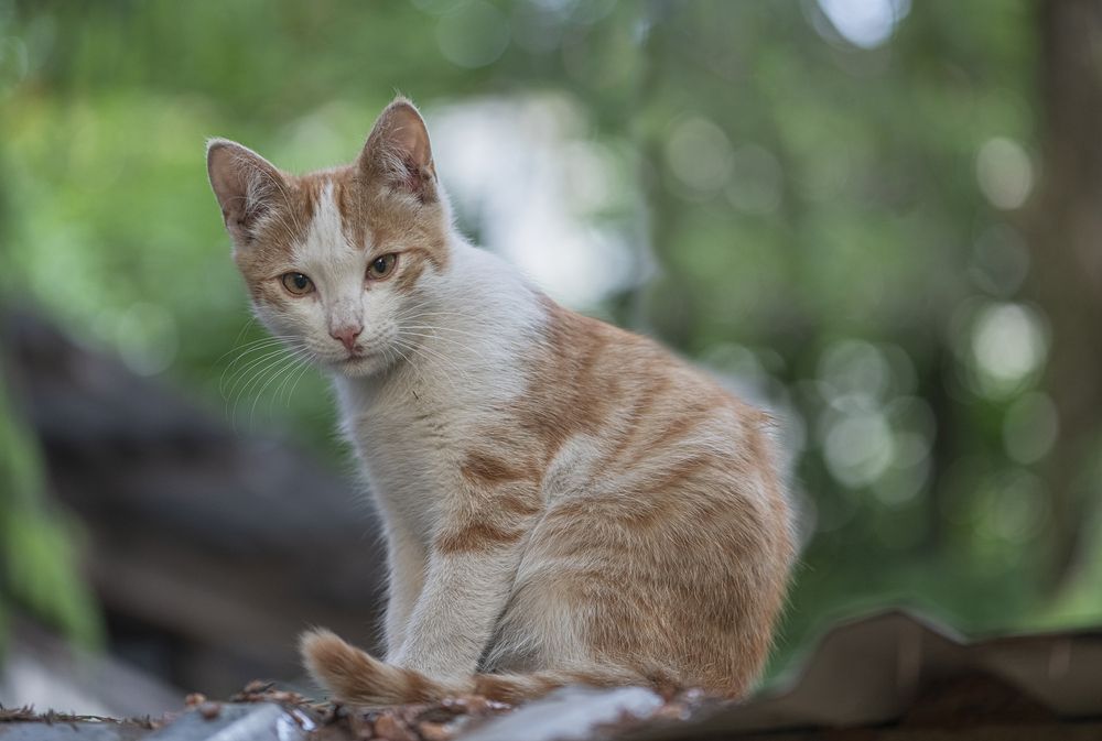 Котенок на крыше