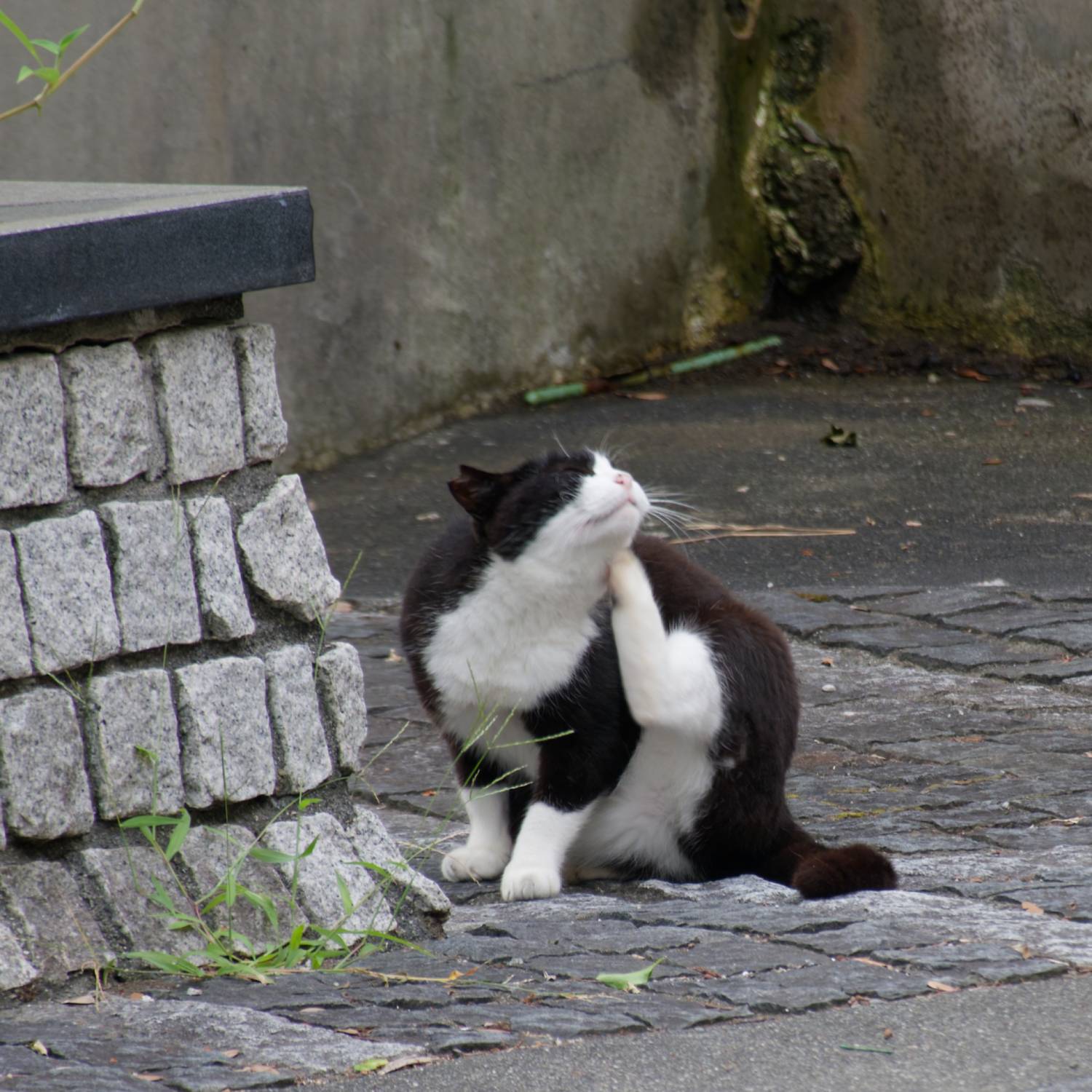 Photo #12239475