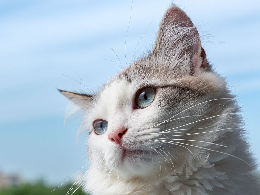 Фотография автора Вячеслав Коробов