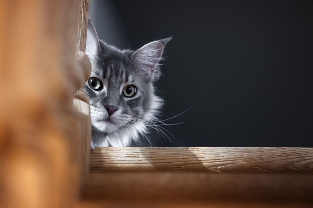 Photograph by Nathalie Soleil