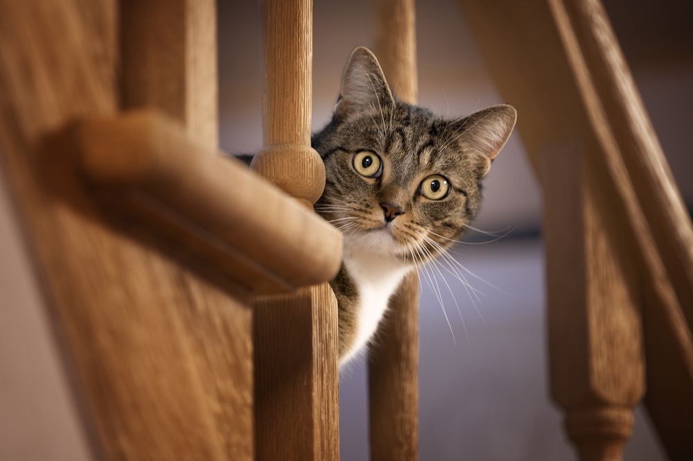 Photograph by Nathalie Soleil