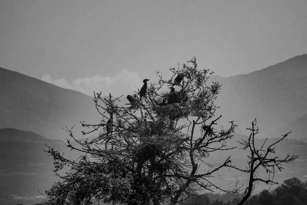 Фотография автора DIMITRIS MPAZIOTOPOULOS