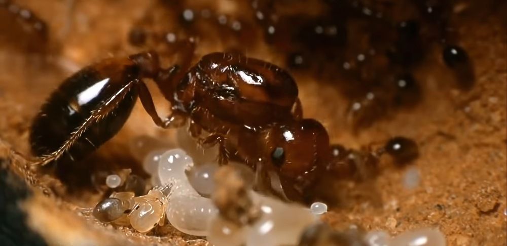 Фотография автора Лидия Кашуро