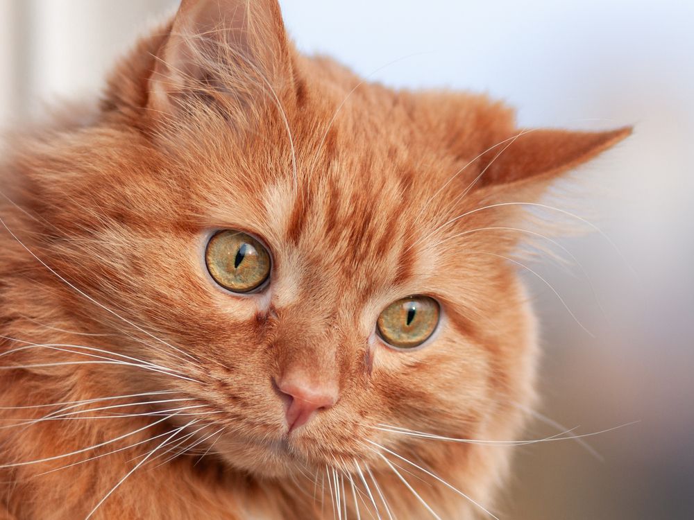 Фотография автора Вячеслав Коробов