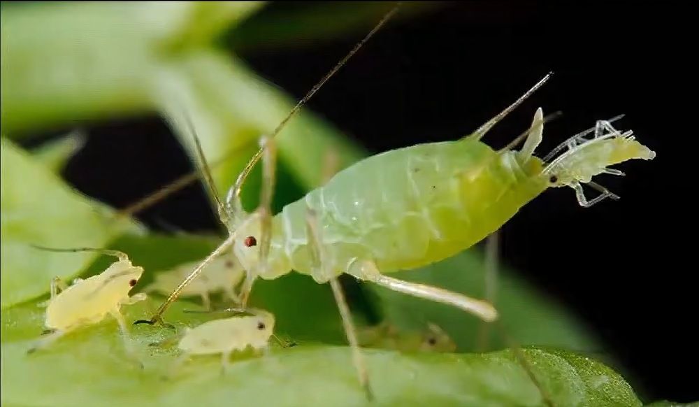 Фотография автора Лидия Кашуро