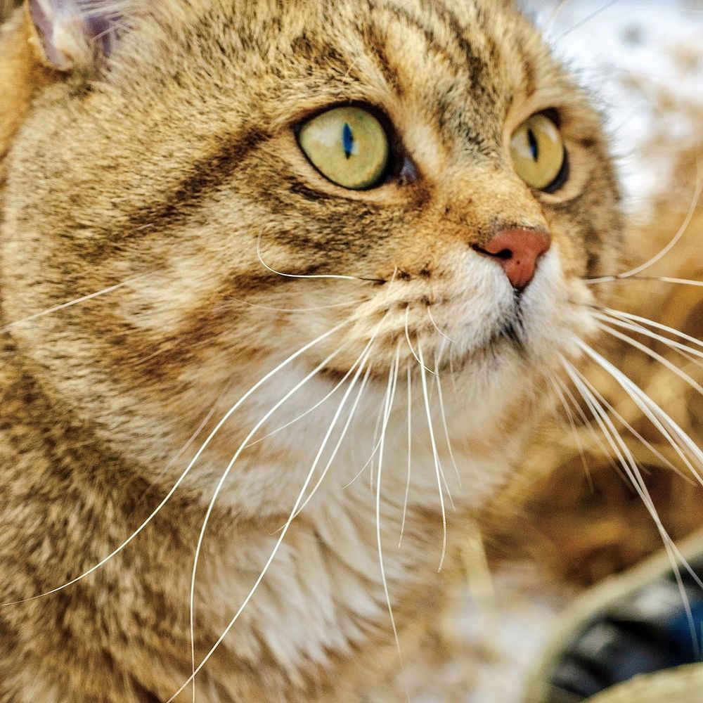 Солнечный кот.