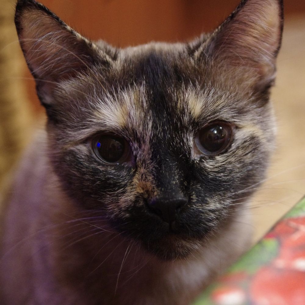 Photograph by Кирилл Корякин