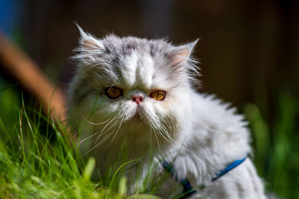 Фотография автора Mika Mgla