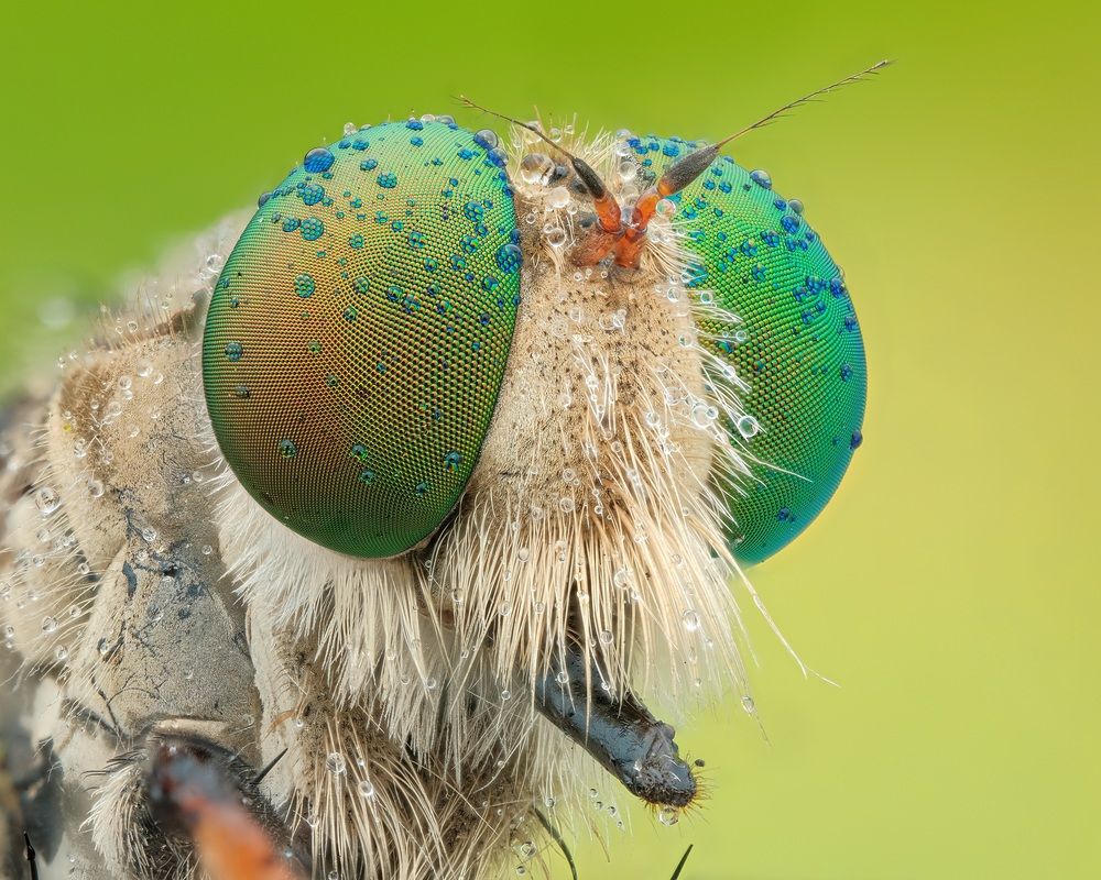 Colourfull eye of robber fly