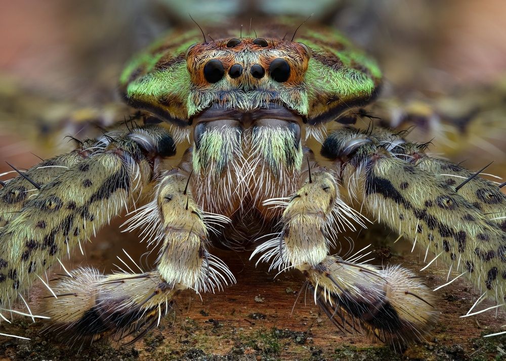 Male green lichen huntsman spider (pandercetes)
