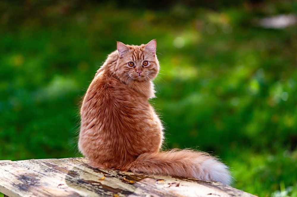 Photograph by Maximov Max