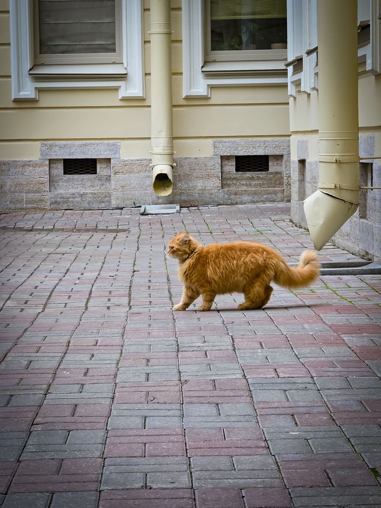 Photograph by Елена Сиушова