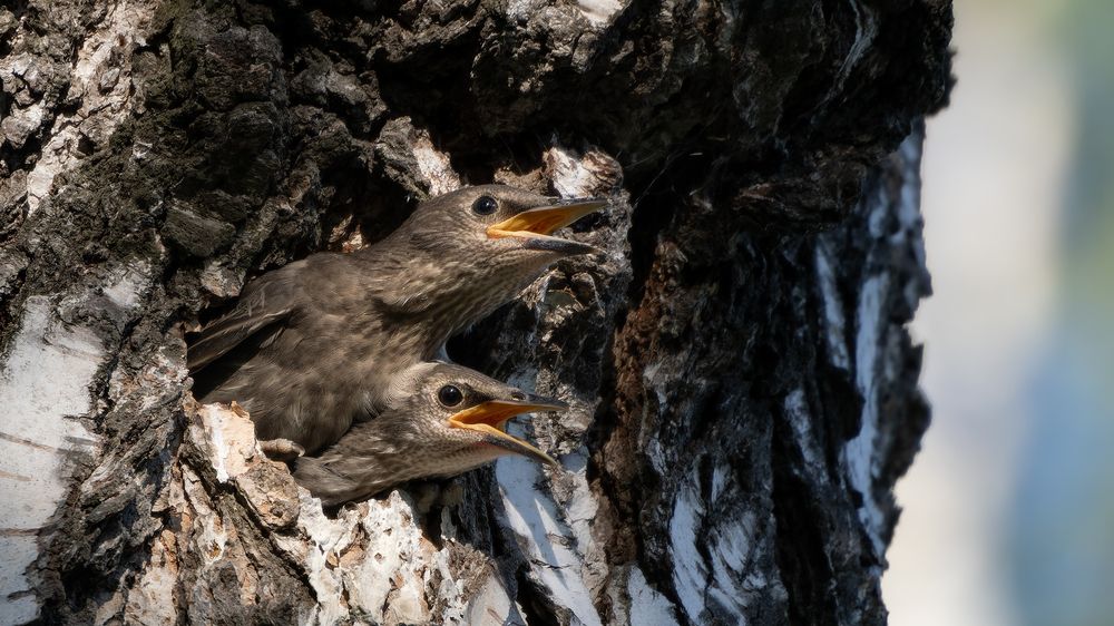 Photograph by Загруев Михаил