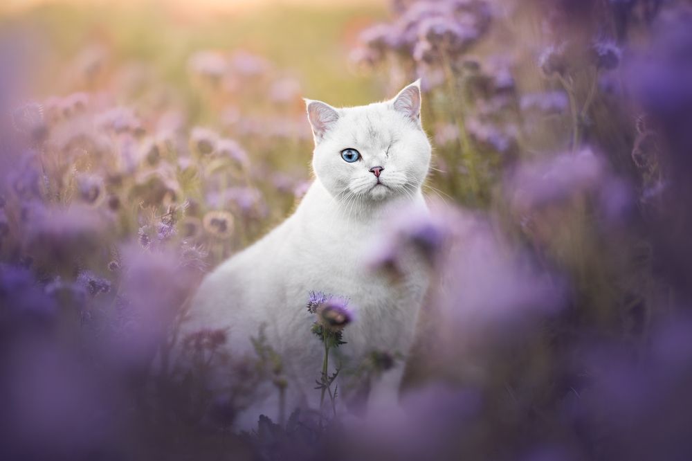 Photograph by Veronika Blažeková