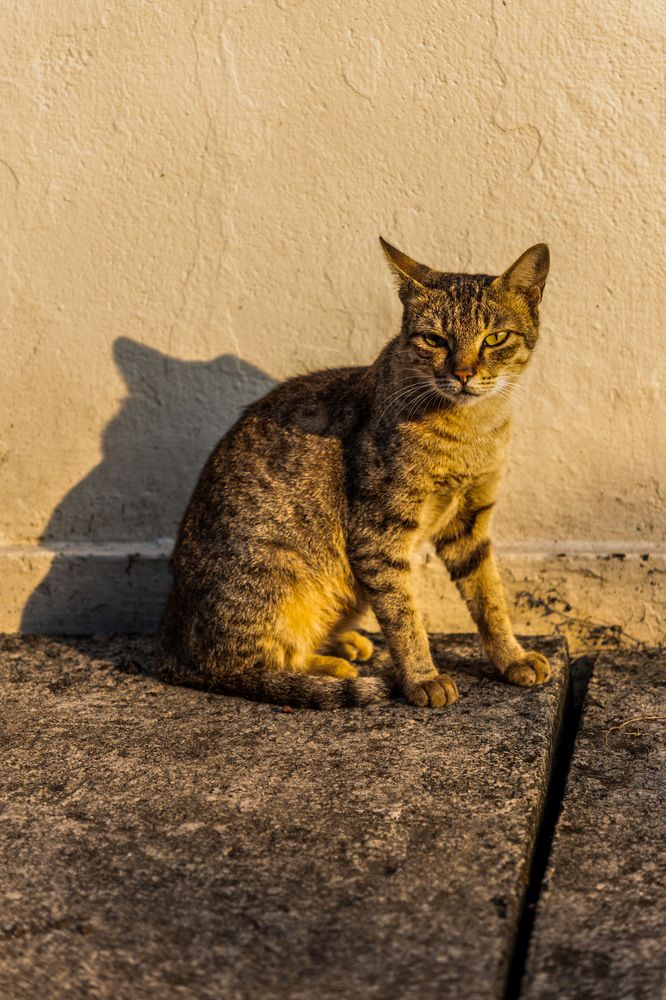 Photograph by Deepu Babu Cherian