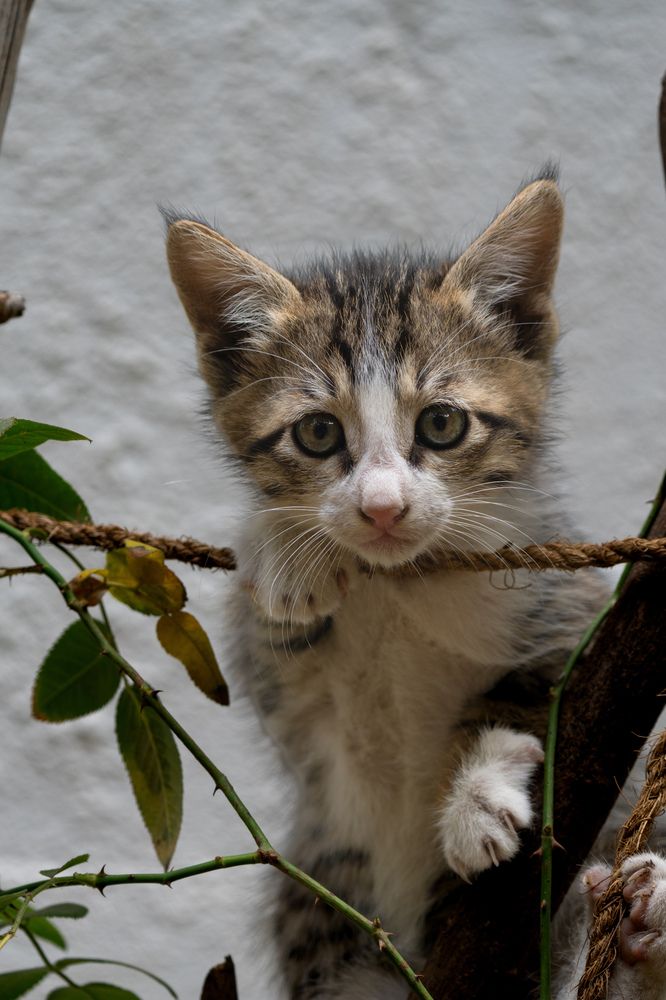 Photograph by Deepu Babu Cherian