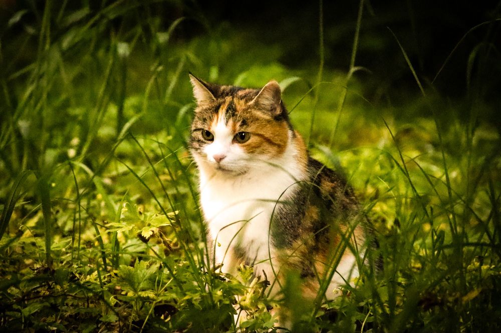 Photograph by Mafaz Abdeen