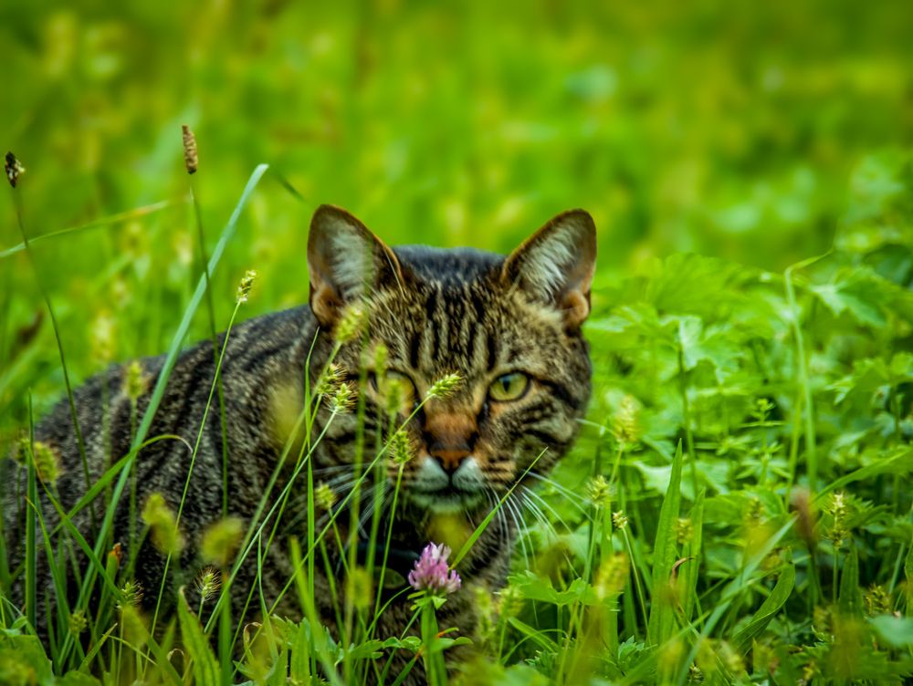 Photograph by Mafaz Abdeen