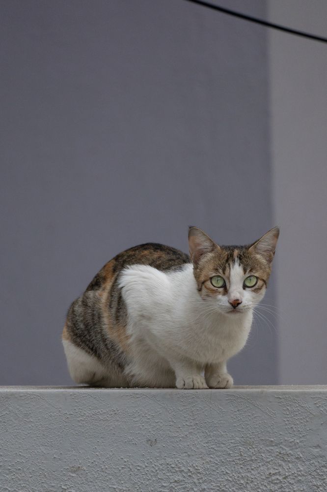 Photograph by Deepu Babu Cherian