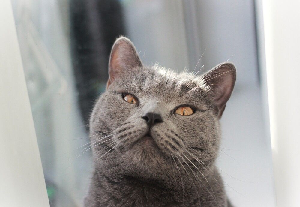 Фотография автора Светлана Терехова