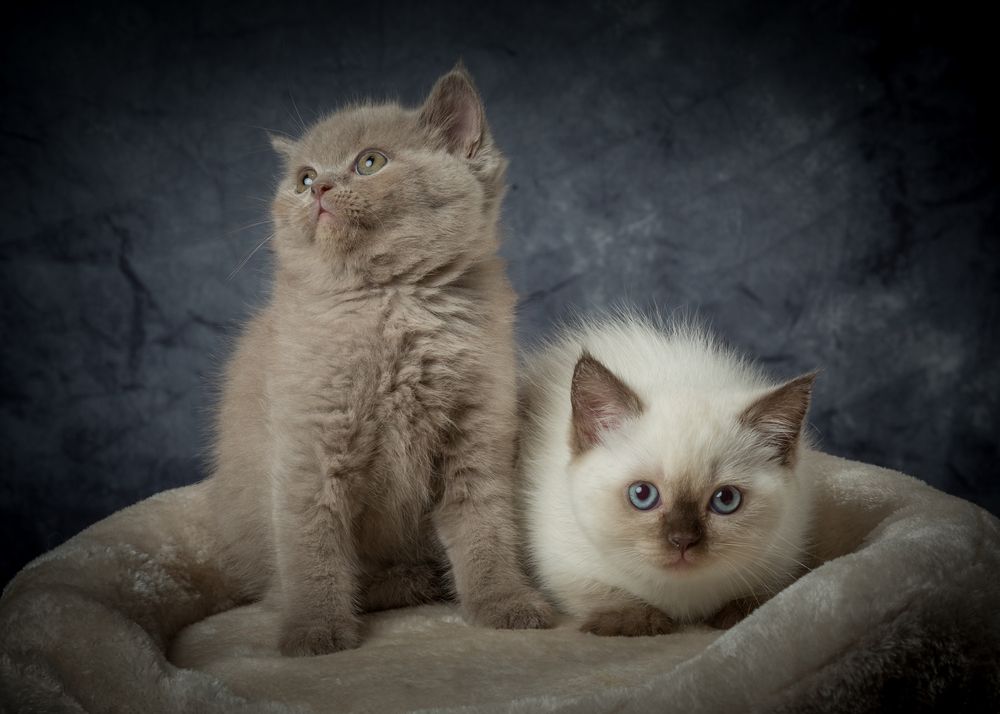 Photograph by Anatoly Chomko