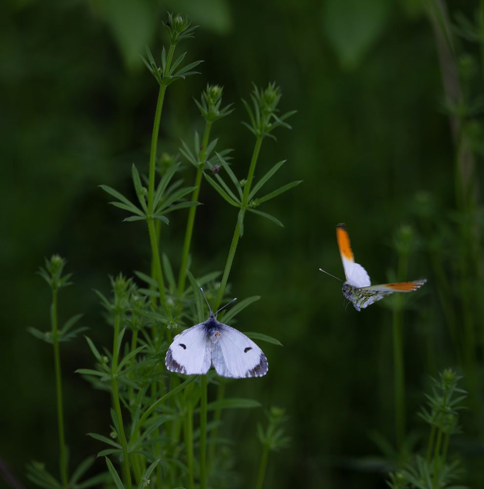 Photograph by Марина Юдина