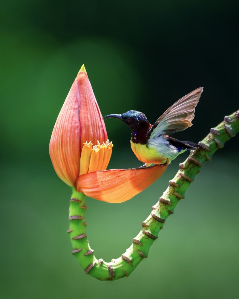 Photograph by Amit Mazunder