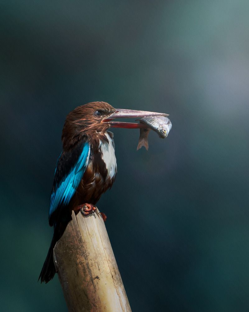 Photograph by Amit Mazunder