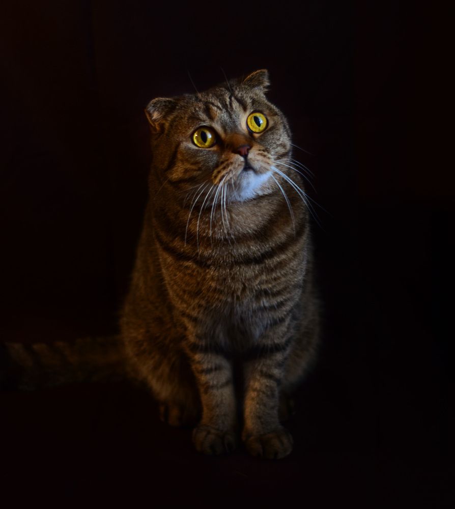 Фотография автора Екатерина Кокина