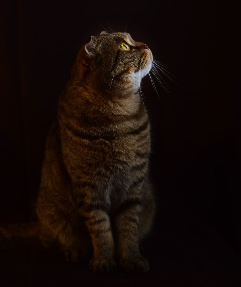 Фотография автора Екатерина Кокина