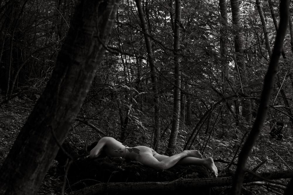 Feeling of the forest