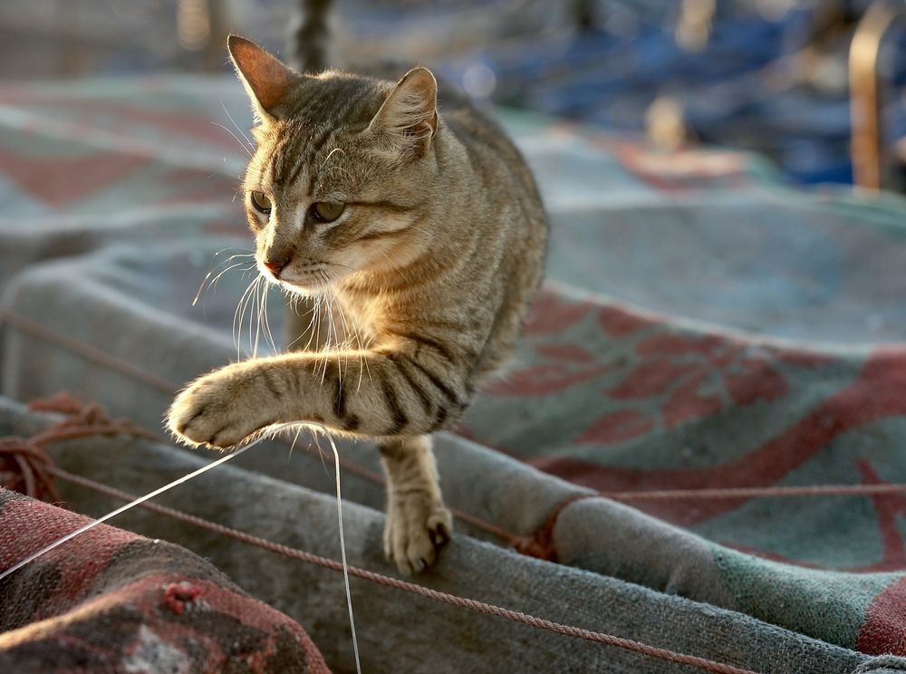 Фотография автора Leonid Golubkov