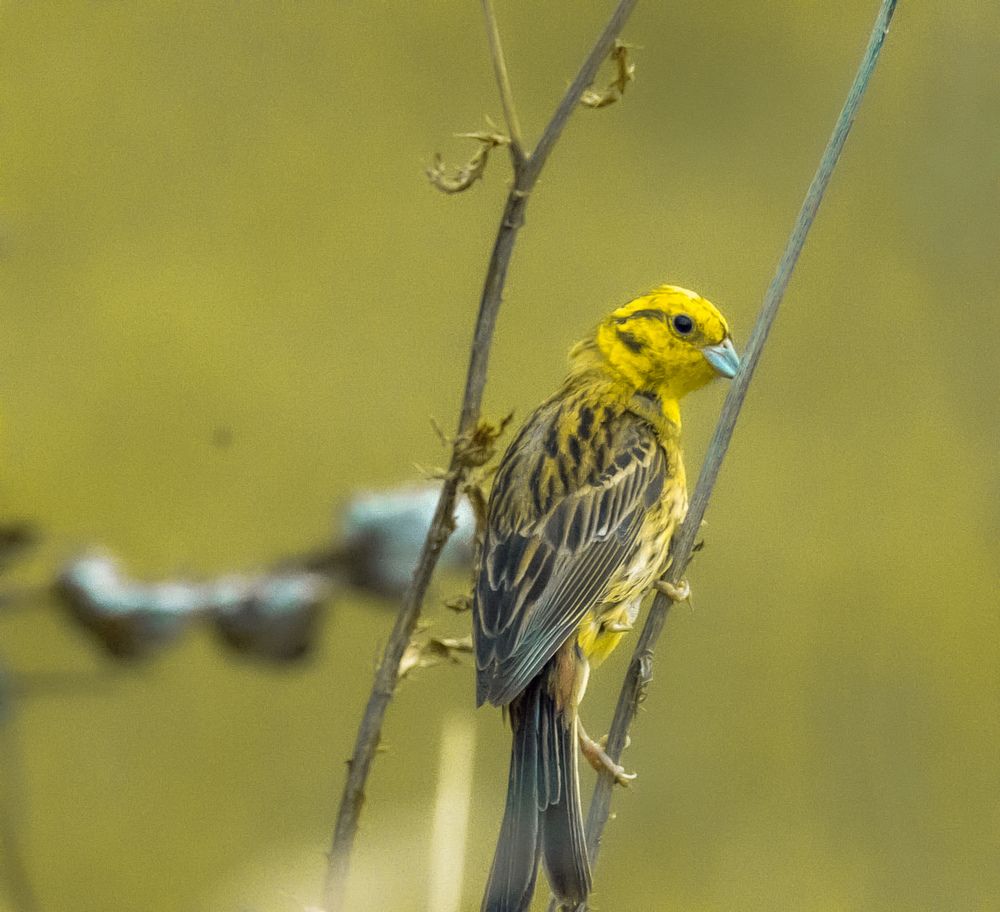 Photograph by Mafaz Abdeen