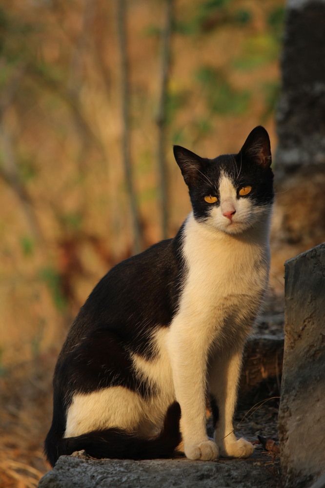 Фотография автора Mitesh Dhangar