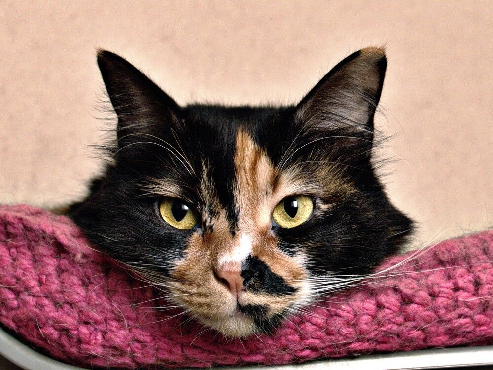 Photograph by Lev Tsenter