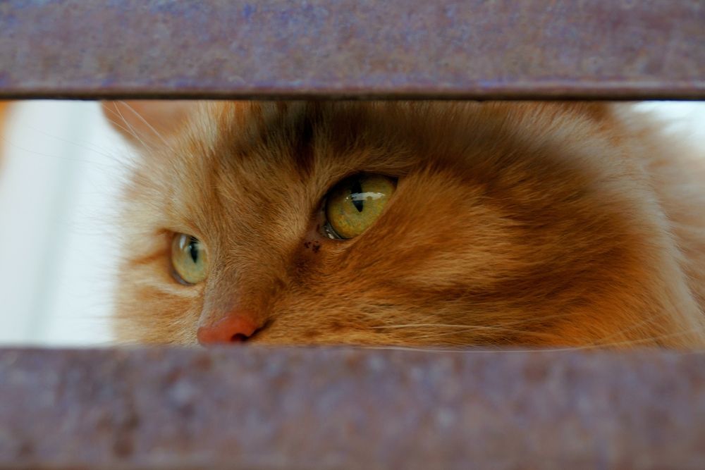 Фотография автора Валерий Жданов