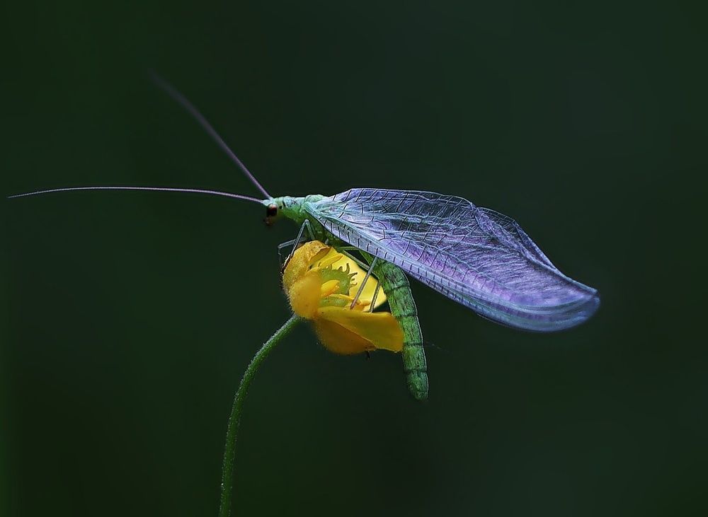 Обыкновенная златоглазка