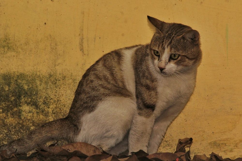 Nature’s quiet observer.