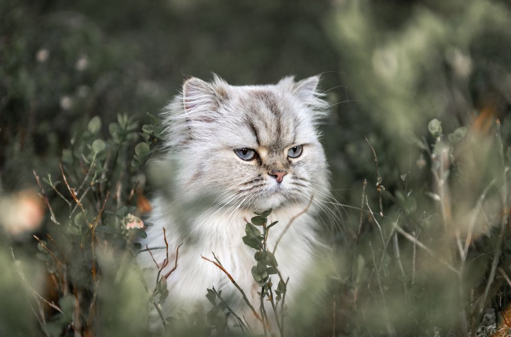 Photograph by Linda Persson