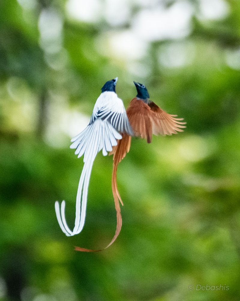 Graceful chase !