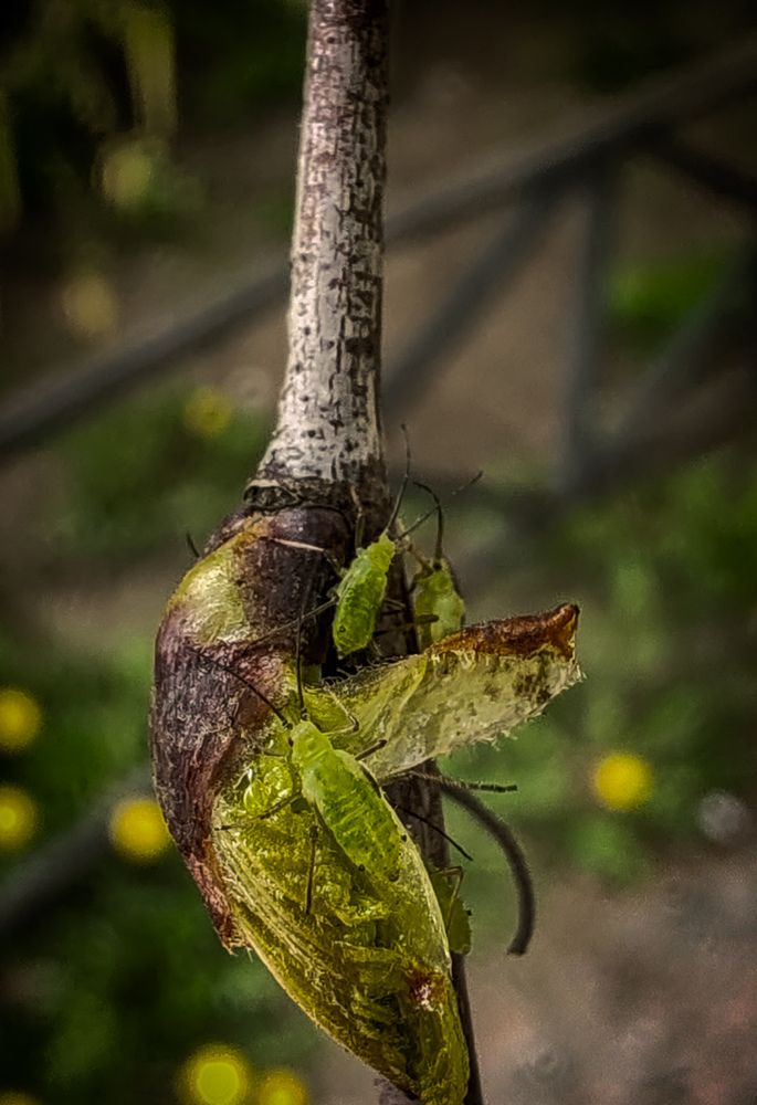 Photograph by Дайана