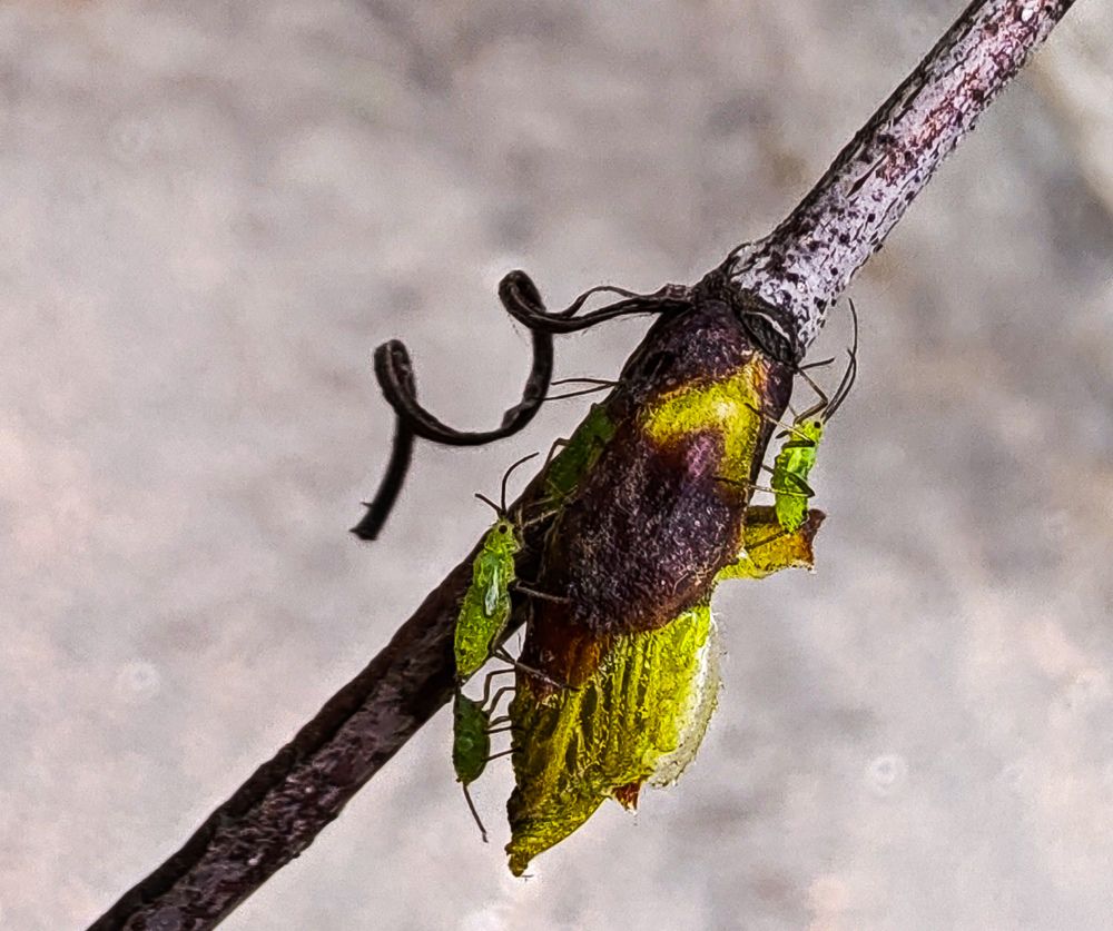 Photograph by Дайана