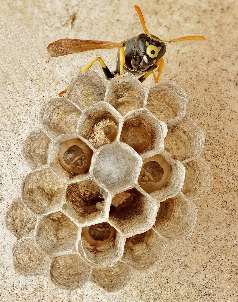 Фотография автора Eduardo Salvador Cabrera